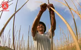 Có một nguồn cung rau an toàn dồi dào cho nội thành Hà Nội